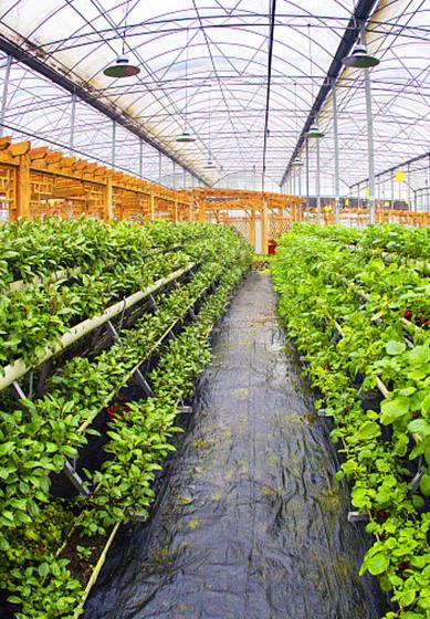 Nhà kính và vườn cây ứng dụng tưới tự động theo dữ liệu cảm biến.